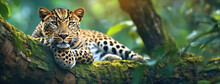 A Relaxed Leopard Lounges On A Tree Branch In A Lush Green Forest. This Striking Image Captures The Majestic Feline In Its Natural Habitat, Exuding A Sense Of Calm And Power