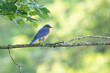 Male Bluebird