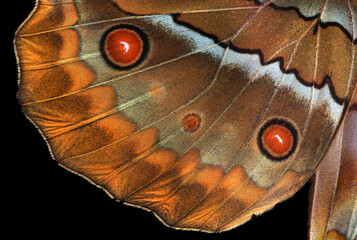 Aufkleber - tropical butterfly wings isolated on black. morpho butterfly wings close up