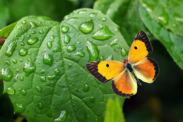 Aufkleber - bright orange butterfly on a green leaf in drops of water.