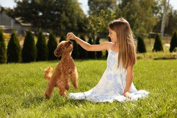 Wall Mural - Beautiful girl playing with cute Maltipoo dog on green lawn in park
