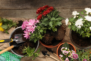 Wall Mural - Different flowers in pots prepared for transplanting and gardening tools on wooden table, flat lay