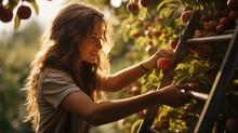Portrait Of Young Woman In Orchard Picking Apples From Tree On Ladder