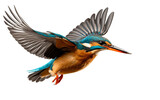 Fototapeta  - The Soaring Beauty of the Kingfisher Bird Isolated on Transparent Background PNG.