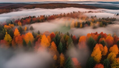 Poster - Trees with orange and yellow leaves in foggy valley