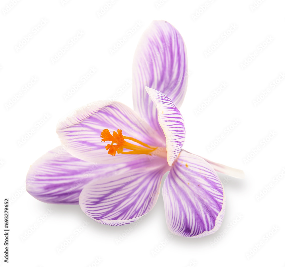 Beautiful Saffron flower isolated on white background