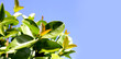 Fresh green leaves of garcinia cowa (Garcinia Cowa Roxb)
