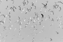 Flock Of Seagulls And Terns Flying High