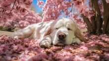 A Golden Retriever Dog Sleeping Under A Tree With Pink Flowers. Generative AI.