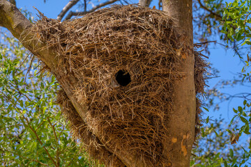 Hammercop nest