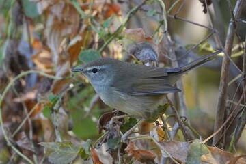 Canvas Print - japanese bush warbler in a field