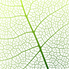 Wall Mural - leaf vein texture abstract background with close up plant leaf cells ornament texture pattern.