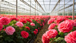 Field of pink roses flowers production under a greenhouse