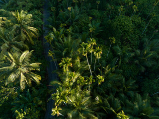 Wall Mural - Palm trees in tropical forest