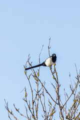 Canvas Print - Beautiful Magpie in a treetop