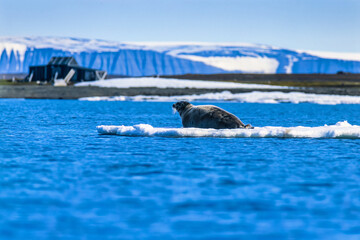 Poster - Bearded seal on ice floe in Svalbard