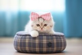Fototapeta  - scottish fold kitten in a soft round pouf