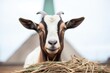 goat with long horns perched on hay pyramid