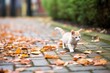 kitten chasing leaves on a cobblestone path near the barn