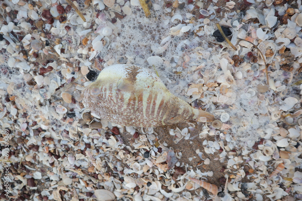 Buntal fish stranded on the shore, this fish can be consumed as long as ...