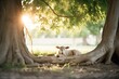 single lamb resting under a shady tree
