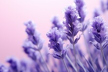 Close Up Of Purple Flowers
