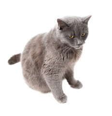 Wall Mural - Gray cat isolated on transparent background. Close-up