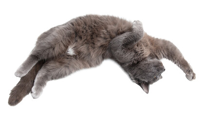 Wall Mural - Gray cat isolated on transparent background. Close-up