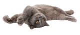 Gray cat isolated on transparent background. Close-up