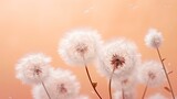 Fototapeta Dmuchawce - fluffy dandelions on a peach background