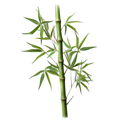 Sticker - bamboo isolated on white