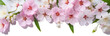 Bouquet of sakura (transparent background) png with alpha channel. Spring image. Valentine's Day, Easter, Birthday, Happy Women's Day, Mother's Day, Birthday, Celebration, etc.
