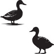 Duck silhouettes set on white background