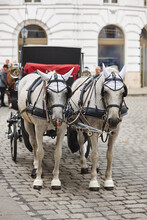 Traditional Carriage Ride. Vienna City Center. Classic Horse Driven. Austria