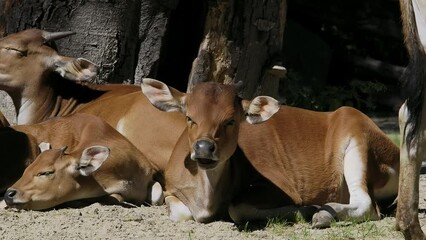 Wall Mural - Banteng, Bos javanicus or Red Bull. It is a type of wild cattle But there are key characteristics that are different from cattle and bison: a white band bottom in both males and females.