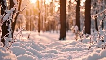 Pine Trees Covered With Snow On Frosty Evening. Beautiful Winter Panorama