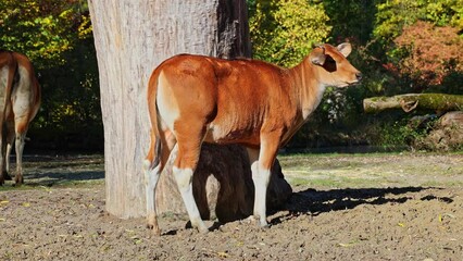 Wall Mural - Banteng, Bos javanicus or Red Bull. It is a type of wild cattle But there are key characteristics that are different from cattle and bison: a white band bottom in both males and females.