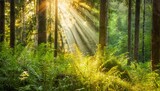 Fototapeta  - Uplifting forest scene during spring