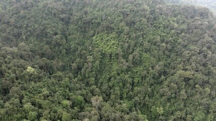 Wall Mural - aerial view of dark green forest Abundant natural ecosystems of rainforest. Concept of nature forest preservation and reforestation