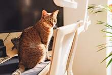 Cute Brown Cat Sitting On A Working Desk, Computer, Chair, Plants On The Background, Sunny Light 