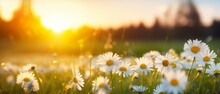 Glowing Sunset Over Blooming White Daisies In Meadow - Nature's Golden Hour Landscape
