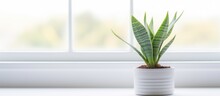 A young snake plant thrives in a white pot near a window, sprouting new leaves.