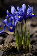 Blue iris reticulata - bulbous plants. Iris reticulata - spring blue flowers on brown soil background.