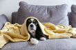 Cute dog relaxing under yellow blanket