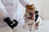 Fototapeta Zwierzęta - A veterinarian in a white uniform gives medicine to a Jack Russell Terrier, demonstrating the procedure of professional pet care.
