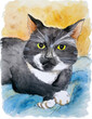 Pet portrait of tuxedo cat. Watercolor drawing.