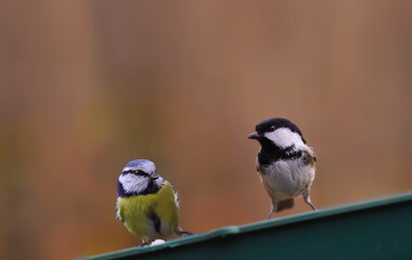 Wall Mural - Blue tit and coal tit on a feeder, on a blurred brown background