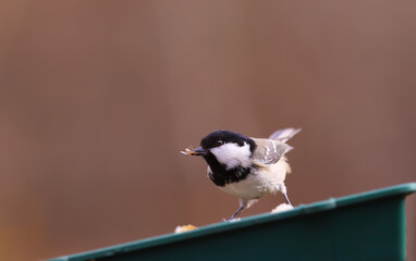 Wall Mural - Little  hunter.. coal tit with a small fly in its been, on a blurred brown background.. 