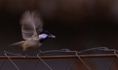 Wall Mural - Little coal tit holds a seed in its beak and takes flight..
