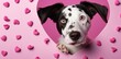 lovely black and white puppy peeking through a heart shaped pink hole against pink background. Generative AI